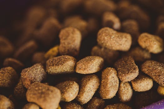 “The Great Debate: Grain-Free Diets for Dogs”